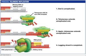 Telomerase extends telomeres