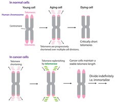 Telomerase activity in normal and cancer cells