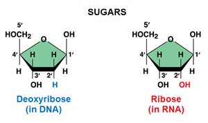Deoxyribose and ribose sugars
