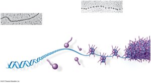 Nucleosome structure