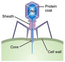 Bacteriophage structure