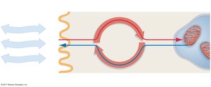 Diagram of gas exchange steps