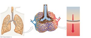 Structure of human lungs and alveoli