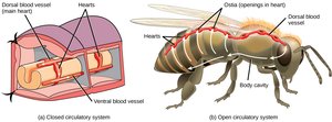 Open vs closed circulatory systems