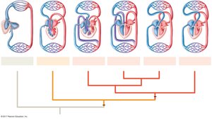 Evolution of vertebrate hearts and circulatory circuits