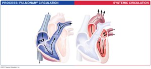 Blood flow through the human heart