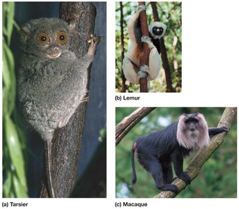 Representative primates: tarsier, lemur, macaque