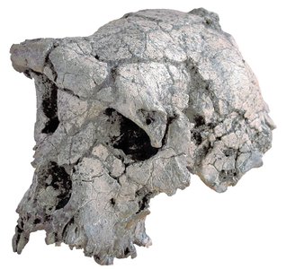 Skull of the earliest hominin