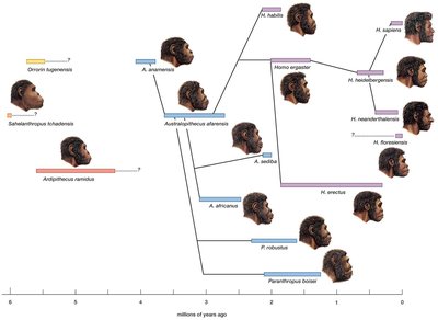 Possible evolutionary tree for humans