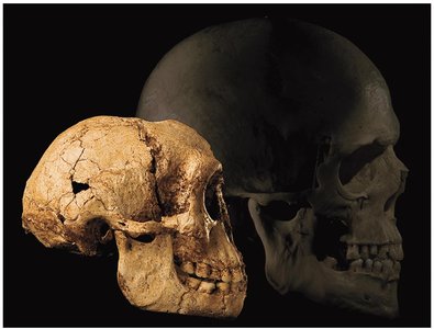 Skull of Homo floresiensis ('Hobbit')