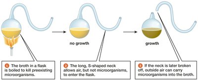 Pasteur's swan-neck flask experiment disproving spontaneous generation