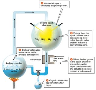 Miller-Urey experiment apparatus and results