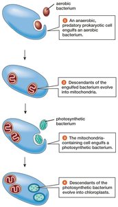 Diagram of endosymbiotic origin of mitochondria and chloroplasts