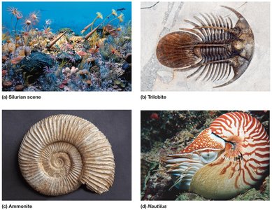 Diversity of ocean life during the Silurian period