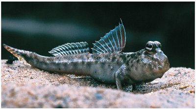 A fish that walks on land (mudskipper)