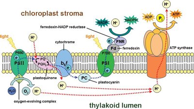 Thylakoid membrane and electron transport chain