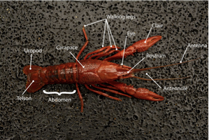 Labeled crayfish anatomy