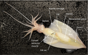 Labeled squid dissection with reproductive and digestive organs