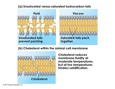 Effect of fatty acid saturation and cholesterol on membrane fluidity