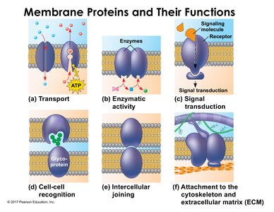 Membrane proteins and their functions