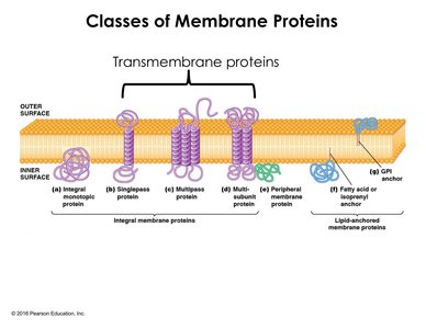 Classes of membrane proteins
