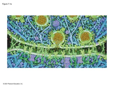 Vesicle-mediated communication between cells