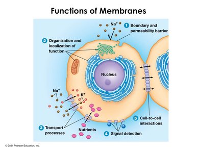 Functions of membranes