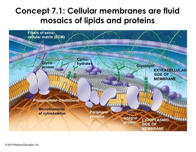 Fluid mosaic model of the membrane