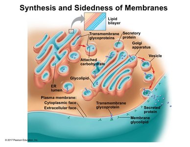 Synthesis and sidedness of membranes