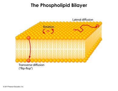 Phospholipid bilayer dynamics