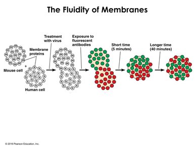 Cell fusion experiment demonstrating membrane fluidity