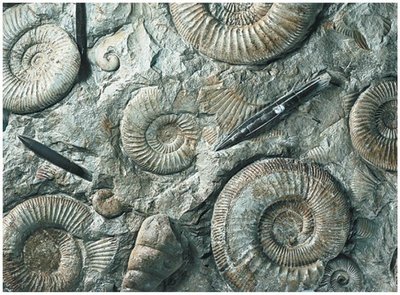 Fossil ammonites