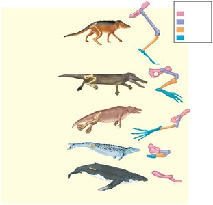 Transitional fossils in whale evolution