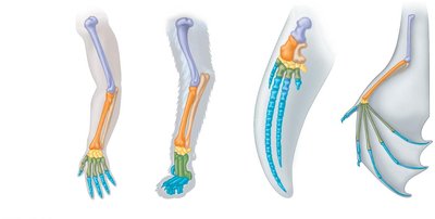 Homologous limb structures in vertebrates