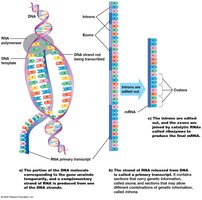 Transcription and RNA editing: DNA to RNA primary transcript, intron removal, and exon joining