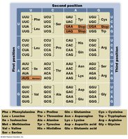 Codon translation table for mRNA to amino acid conversion