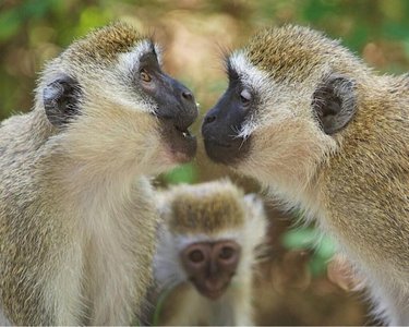Vervet monkeys grooming each other