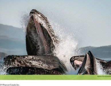 Group of animals representing a population