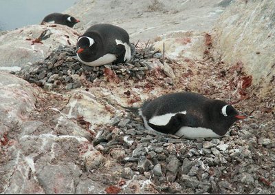 Clumped distribution of dandelions