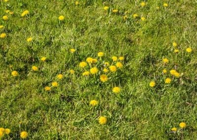 Uniform distribution of penguins