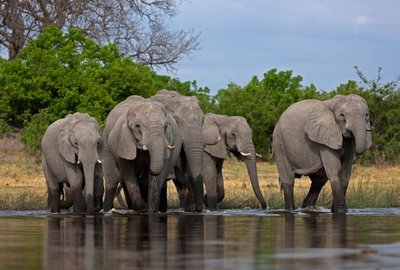 Random distribution of zebras