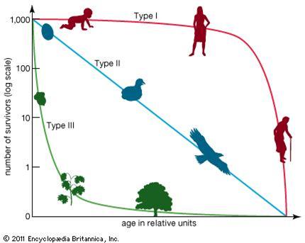 Graph of Type I, II, and III survivorship curves