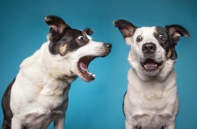 Two dogs communicating, one barking at the other