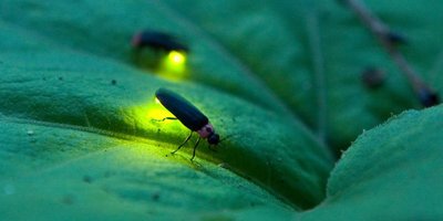 Firefly emitting light on a leaf