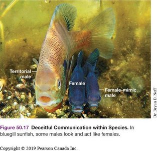 Bluegill sunfish with territorial male, female, and female-mimic male
