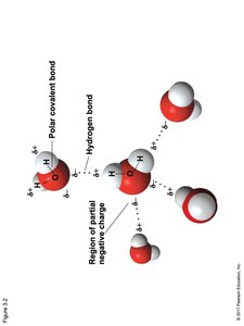 Water molecule showing polar covalent bonds and hydrogen bonds