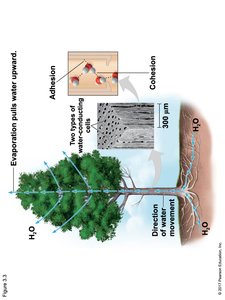 Diagram showing cohesion and adhesion in plant water transport