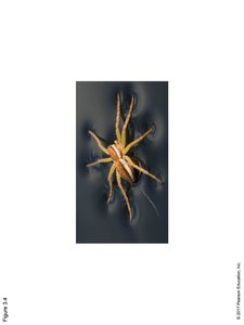 Example of surface tension: insect walking on water