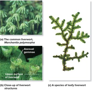 Liverwort structure and asexual gemmae