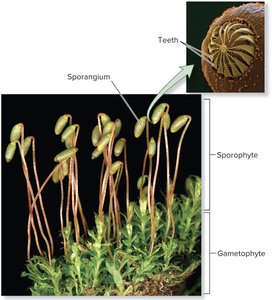Hornwort with spore dispersal tip and gametophyte